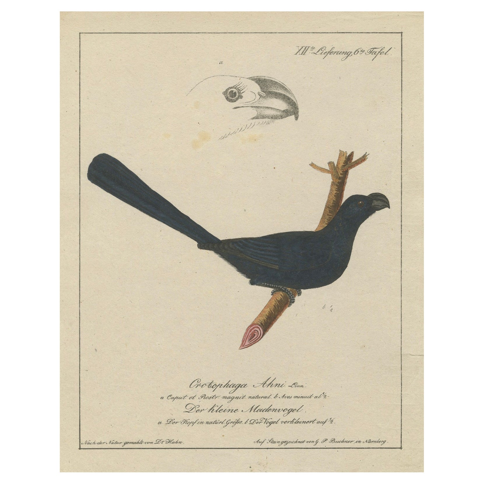Spangled Soarer: The Cotinga of the Canopy, circa 1820 For Sale