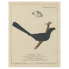 L'oiseau à paillettes : The CIRCA of the Canopy, vers 1820