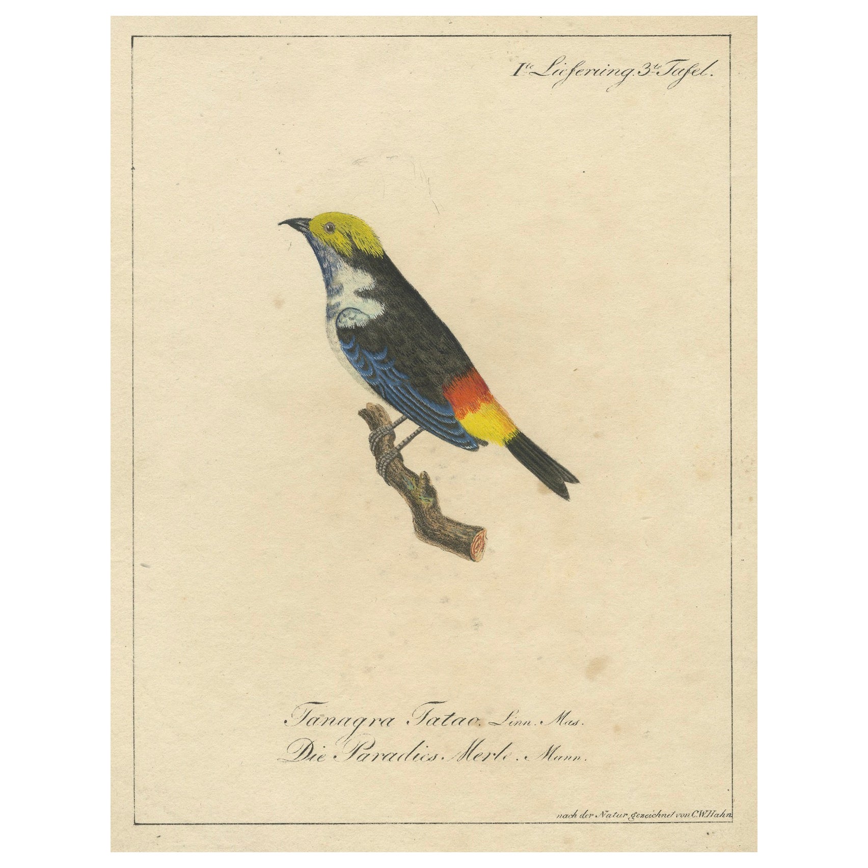 Melodic Hues: The Blue-Grey Tanager of the Tropics, circa 1820 For Sale
