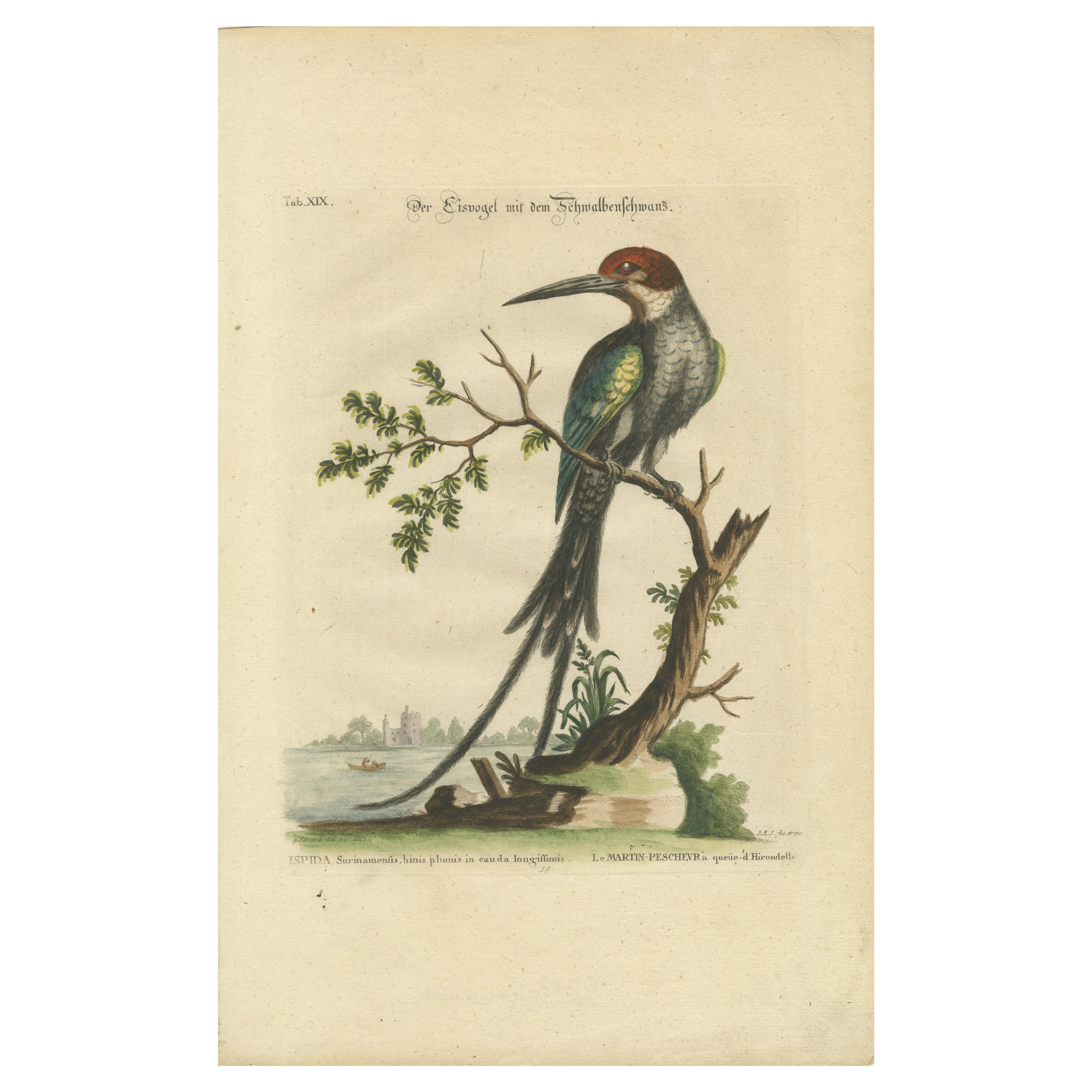 The Surinamese Kingfisher Bird with the Swallow Tail Engraved in 1749 For Sale