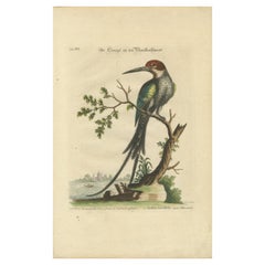 Antique The Surinamese Kingfisher Bird with the Swallow Tail Engraved in 1749