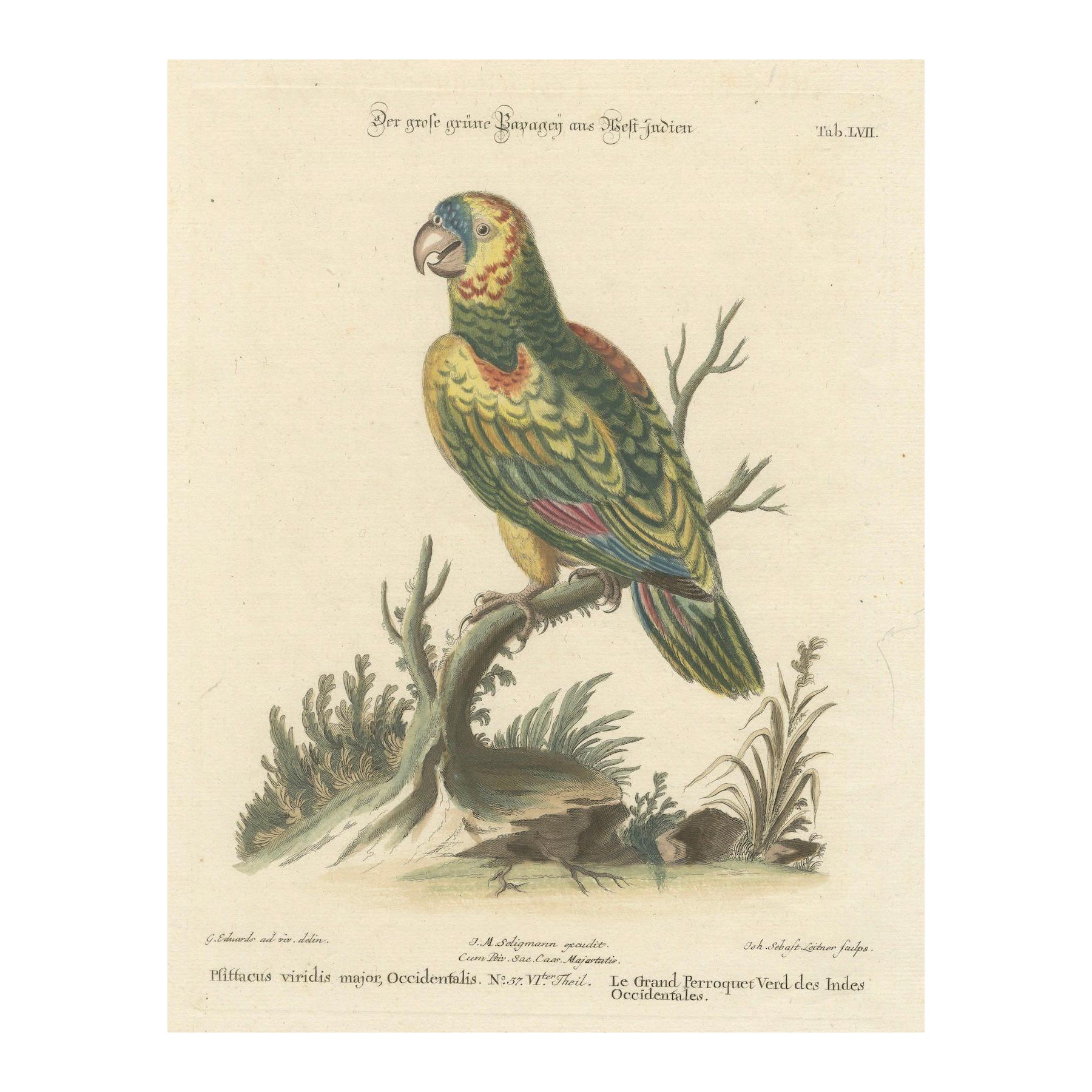 The Large Green Parrot of The West Indies Hand-Colored and Engraved, 1749 For Sale
