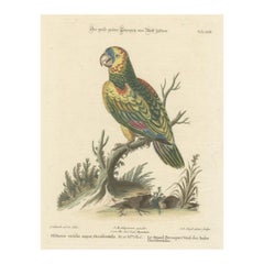 The Large Green Parrot of The West Indies Hand-Colored and Engraved, 1749