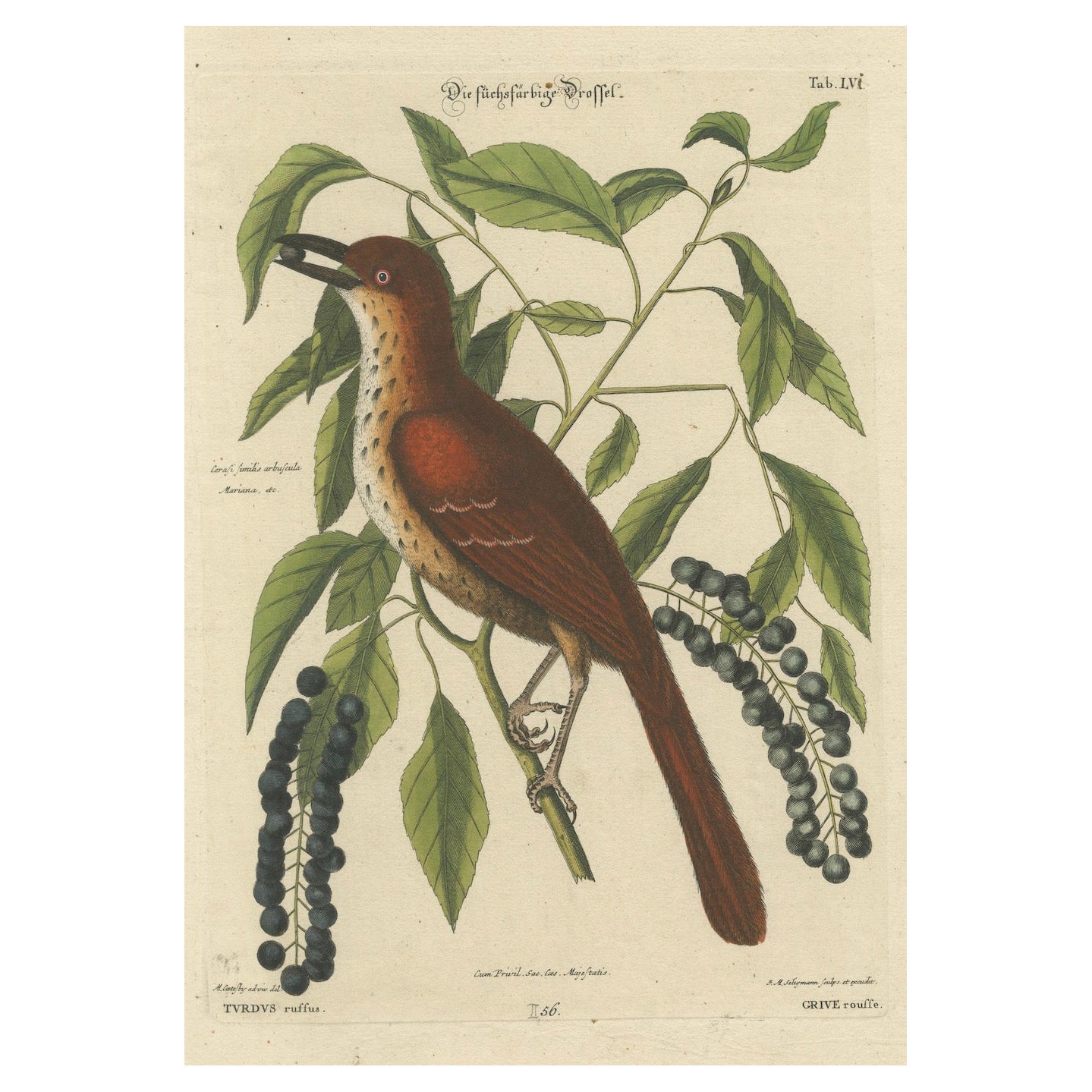 Original Antique Hand-Colored Engraving of The Fox-Colored Thrush, 1749 For Sale