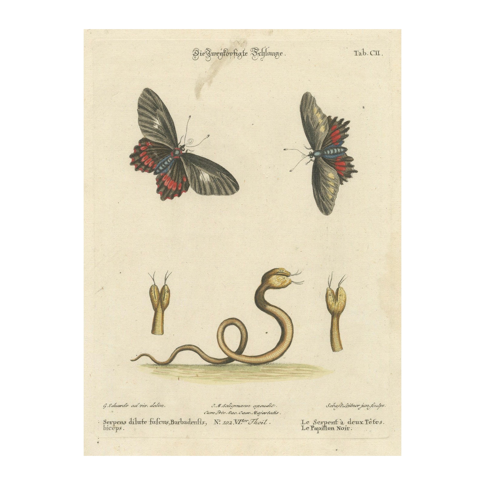 The Two-Headed Serpent and the Black Butterfly (Le serpent à deux têtes et le papillon noir), 1749 en vente
