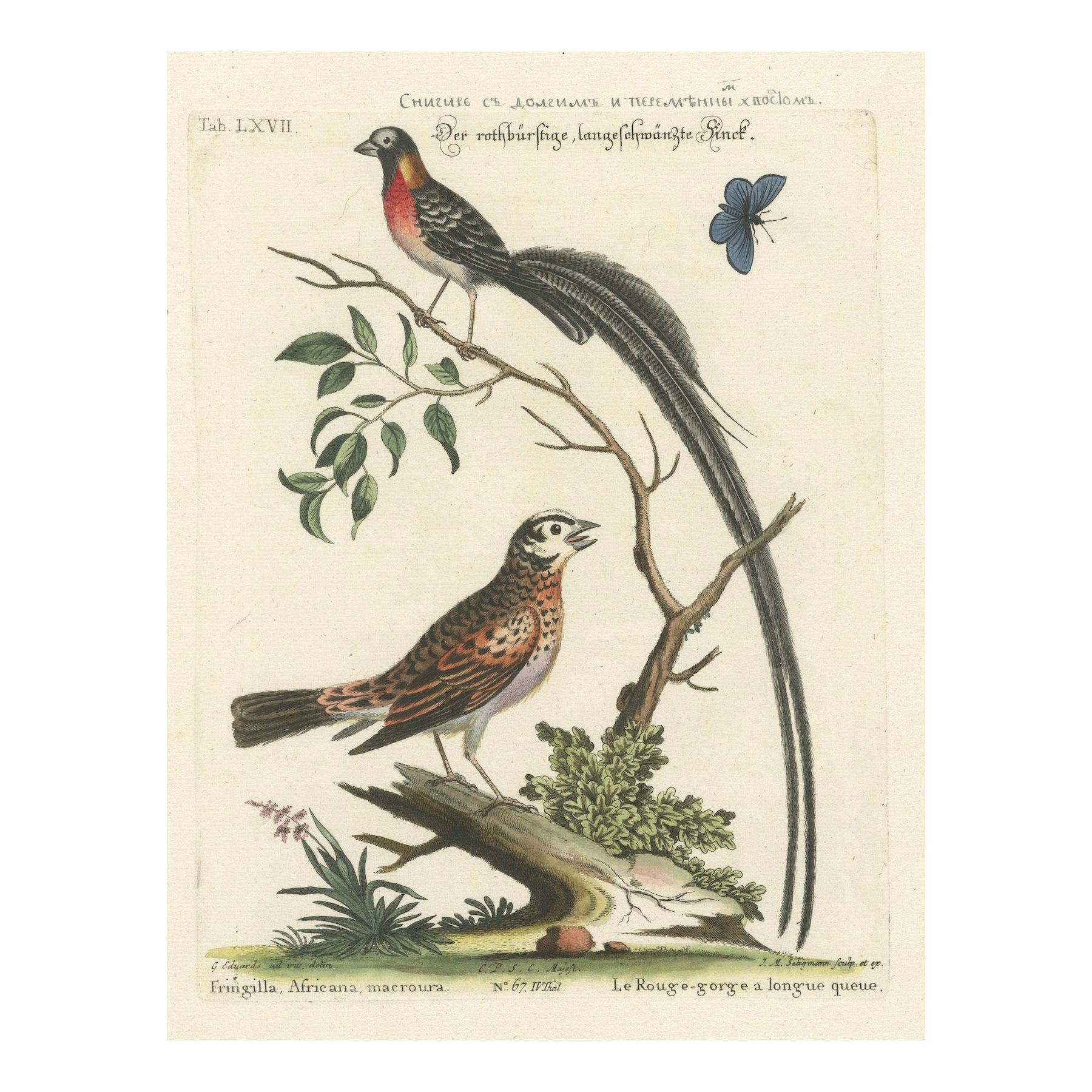 The Long-tailed African Finch and Blue Butterfly Original Old Handcoloring, 1749 For Sale