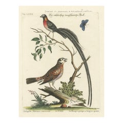 The Long-tailed African Finch and Blue Butterfly Original Old Handcoloring, 1749