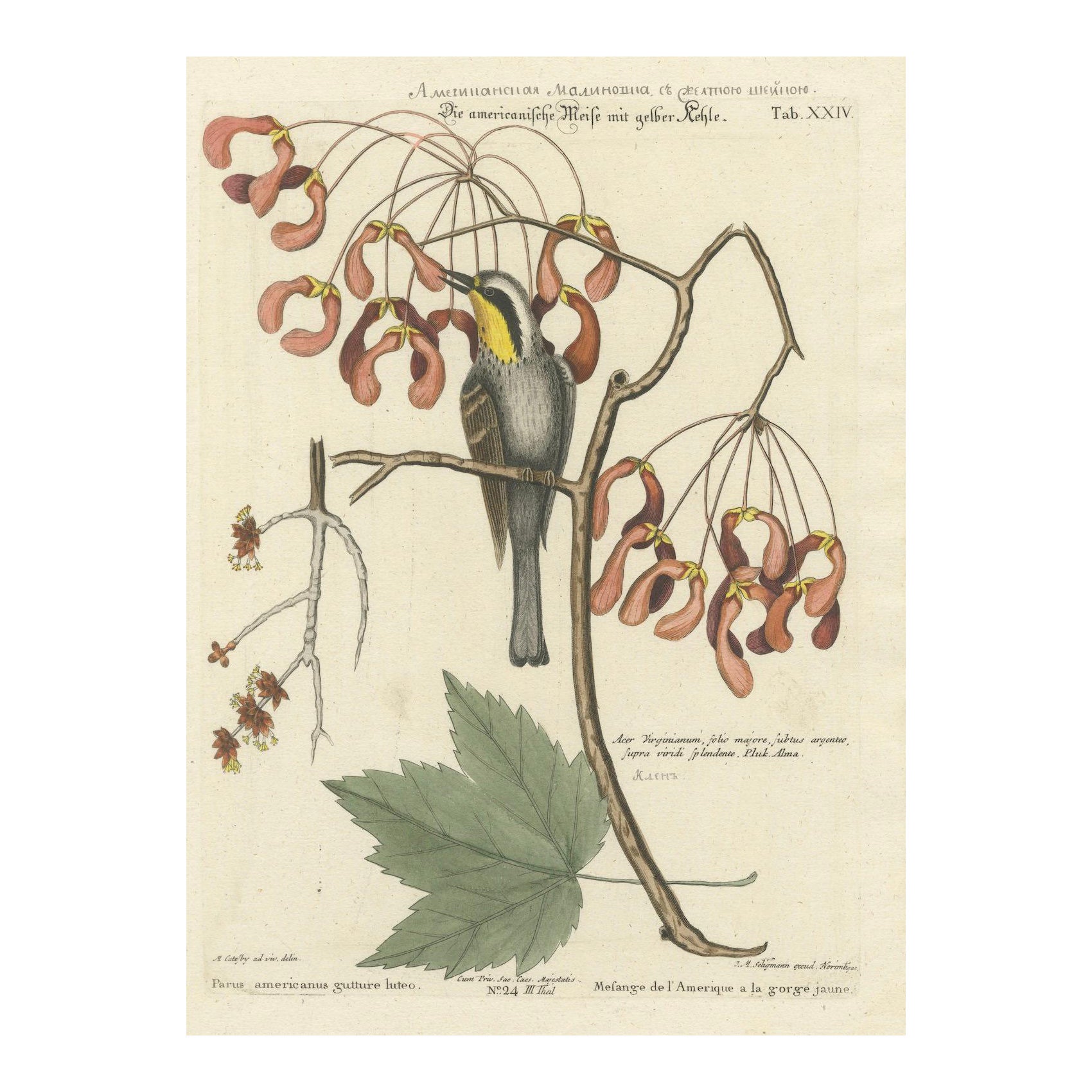 Engraving of The American Tit Bird with Yellow Throat in Old Handcoloring, 1749 For Sale