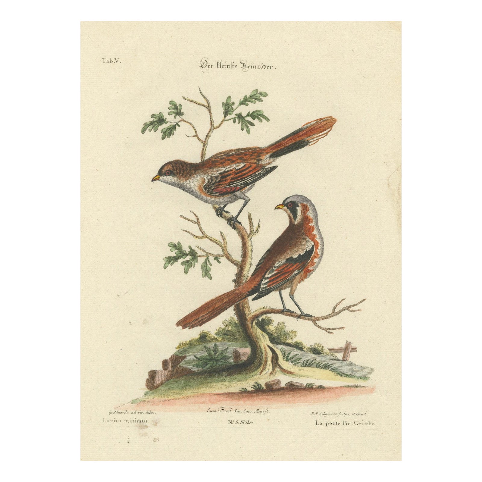 The Lesser Grey Shrike Bird in a Hand-Colored Engraving, 1749 For Sale