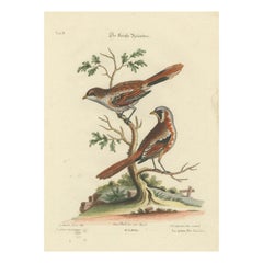 Antique The Lesser Grey Shrike Bird in a Hand-Colored Engraving, 1749