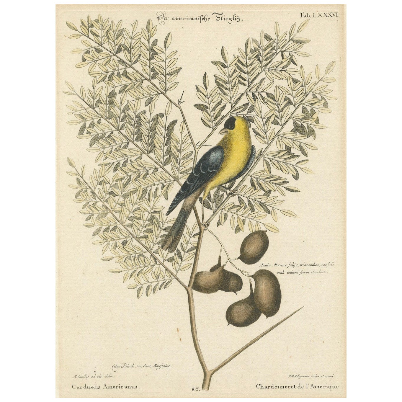 Bird Print of an American Goldfinch on a Branch Engraved and Hand-Colored, 1749 For Sale