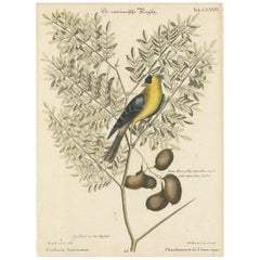 Bird Print of an American Goldfinch on a Branch Engraved and Hand-Colored, 1749