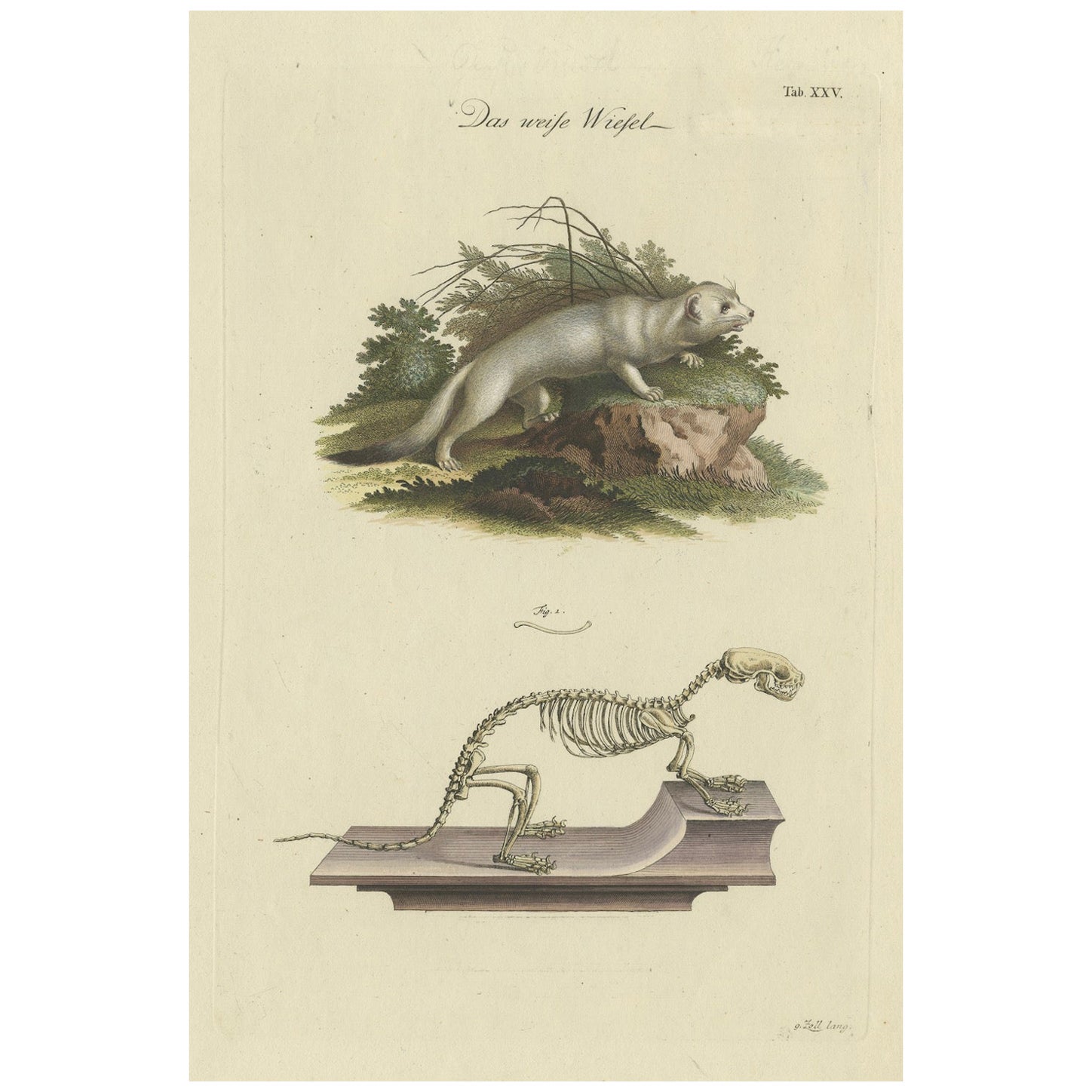 Antique Zoological Study: Weasel Anatomy, 18th Century Handcolored Print, c.1750