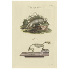 Used Zoological Study: Weasel Anatomy, 18th Century Handcolored Print, c.1750