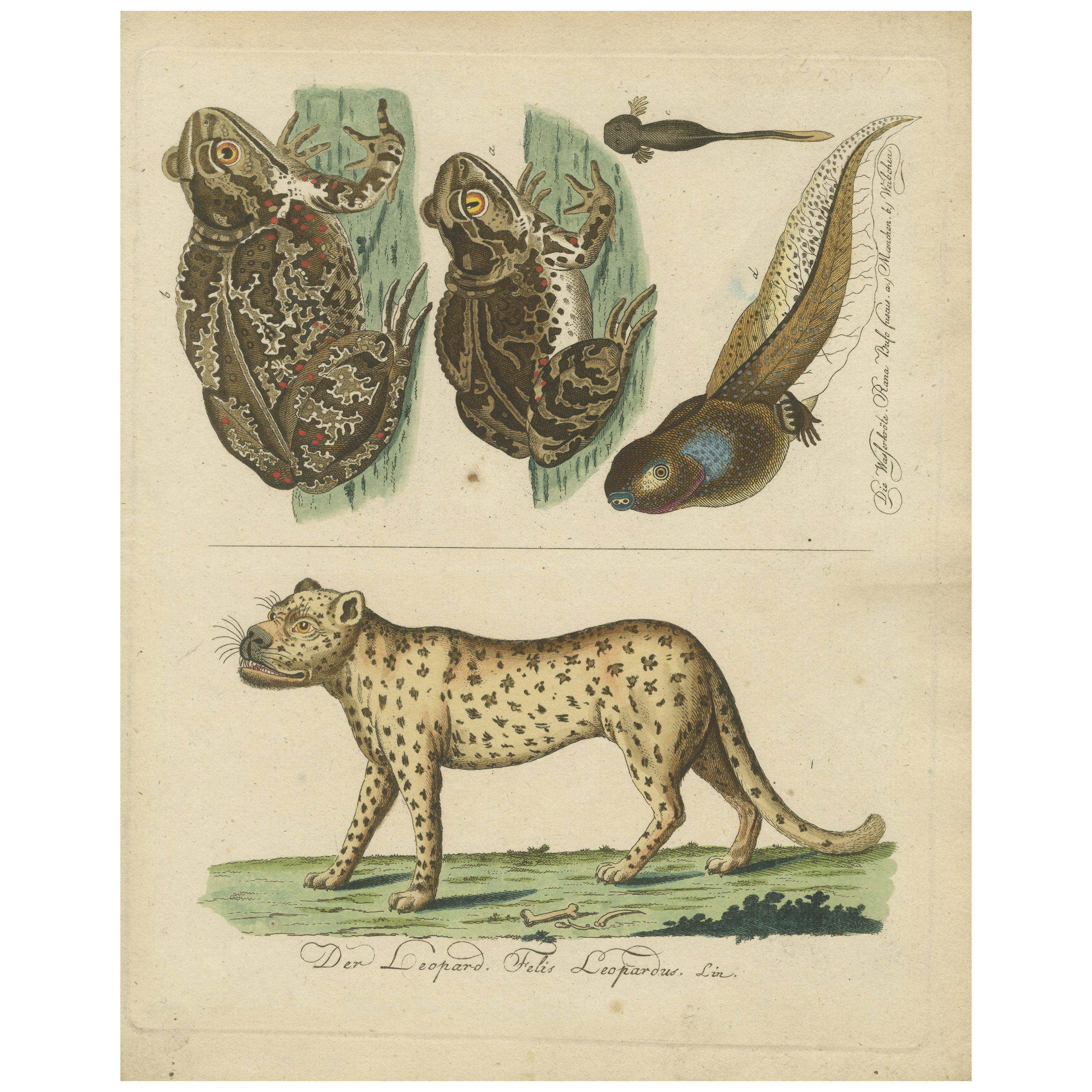 Natural History Illustrations: Amphibians, Reptiles, and Mammals, 1793 For Sale