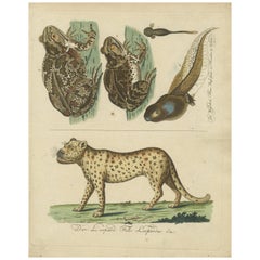 Antique Natural History Illustrations: Amphibians, Reptiles, and Mammals, 1793