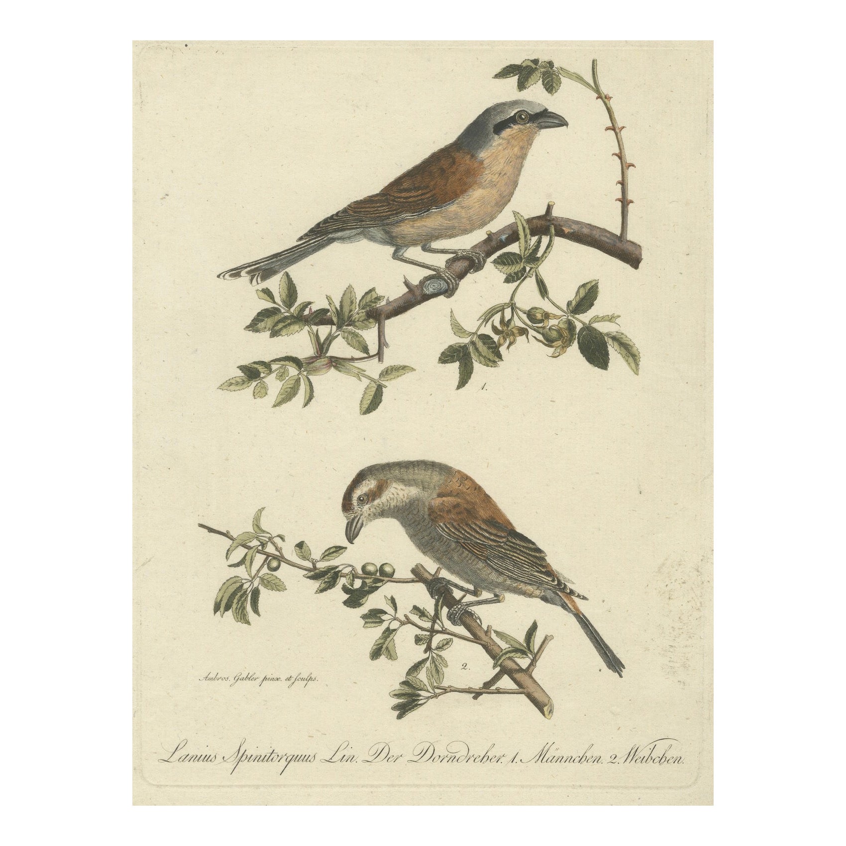 Shrikes in Natural Harmony : A Study of Avian Elegance par Ambrosius Gabler, 1809 en vente