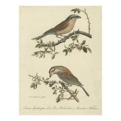 Antique Shrikes in Natural Harmony: A Study of Avian Elegance by Ambrosius Gabler, 1809