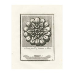 Used Floral Majesty: Rosette Plate 47 Engraved from Antiquity, circa 1780