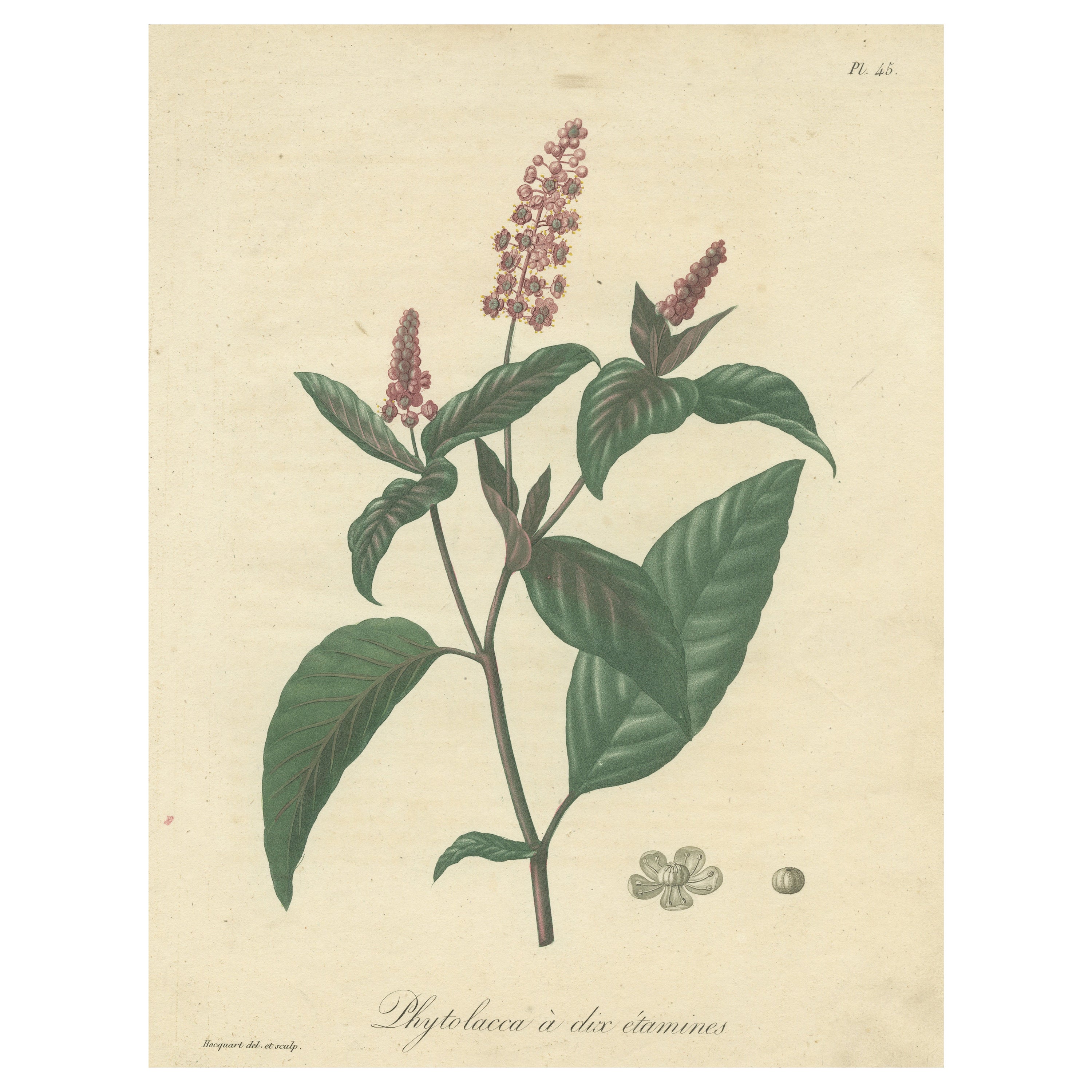 Impression botanique ancienne de Phytolacca Americana ou American Pokeweed, vers1821