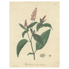 Vintage Botanical Print of Phytolacca Americana or American Pokeweed, ca.1821