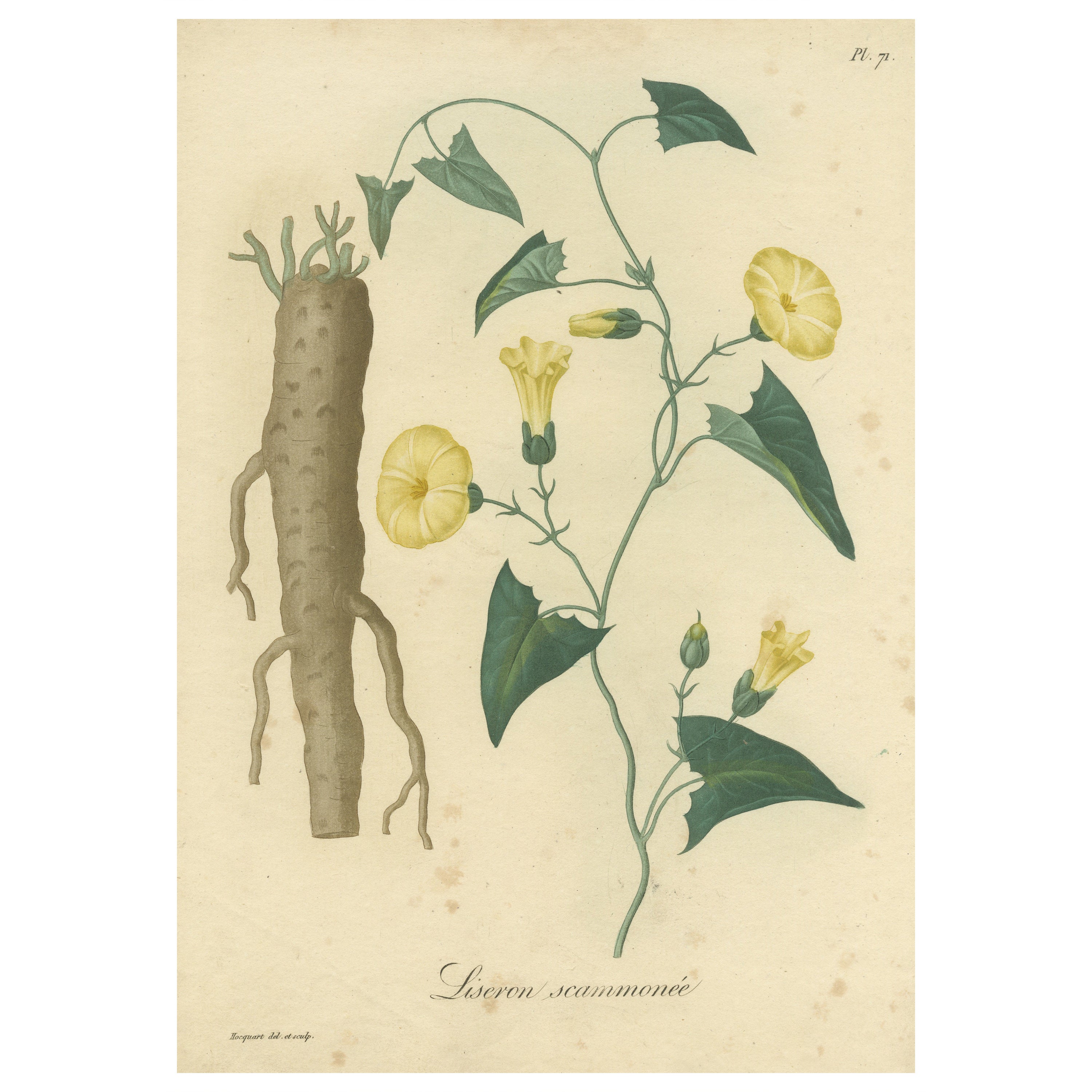 Impression botanique ancienne de Convolvulus Scammonia, ou Scammony, vers1821 en vente