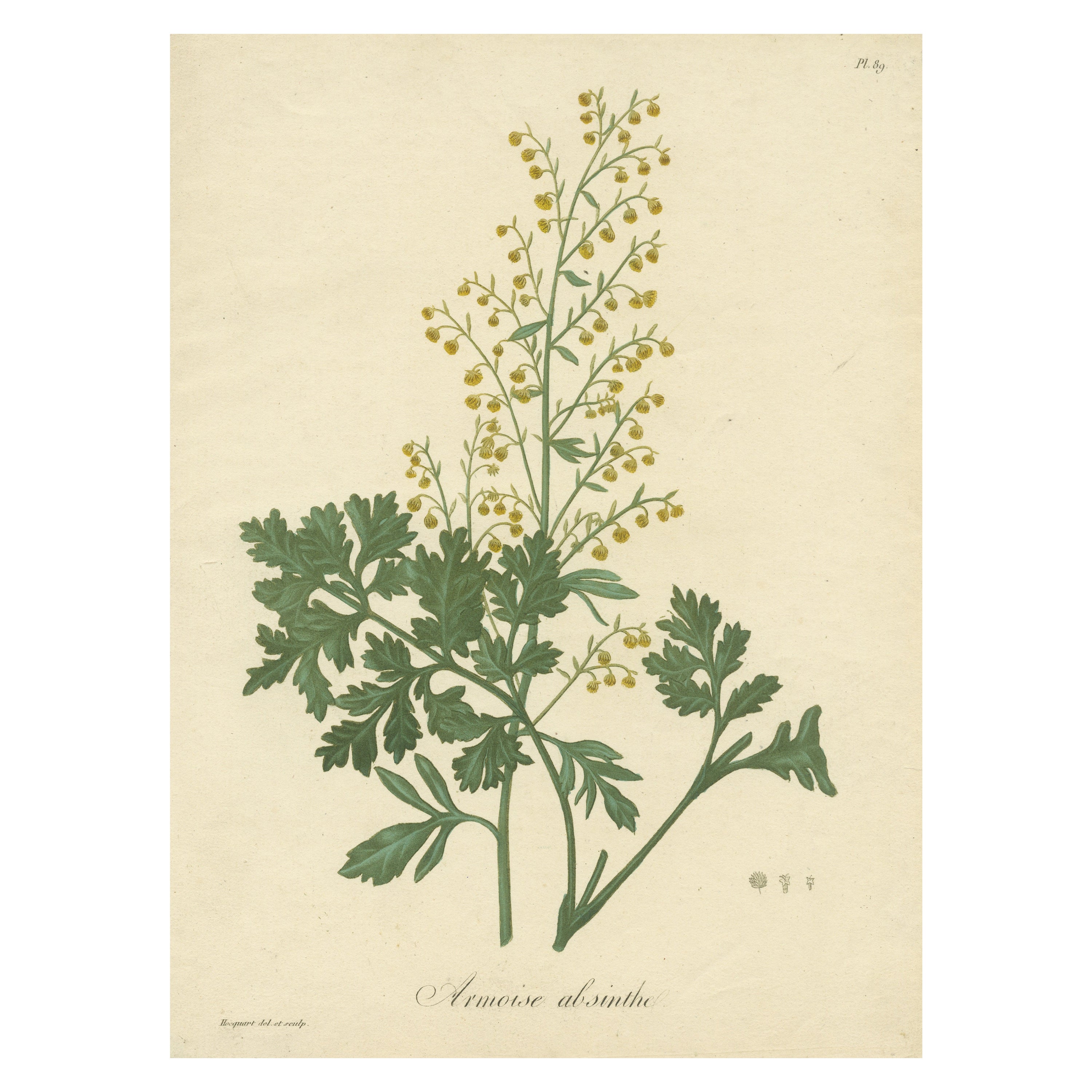 Antique Botanical Print of Artemisia Absinthium or Wormwood, ca.1821 For Sale
