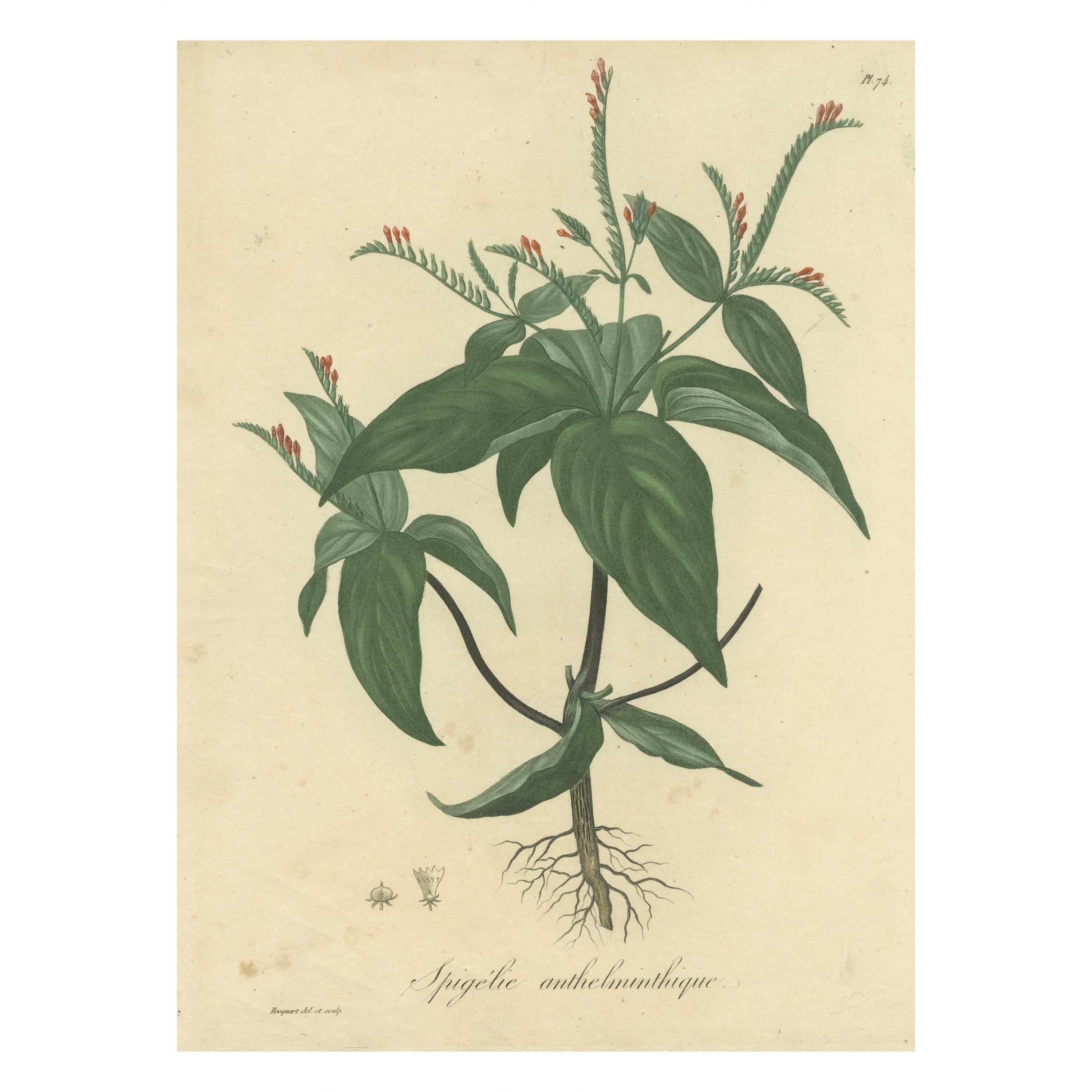 Elegance florale des Amériques : Une estampe botanique d'une espèce de Spigelia, c.I.C.