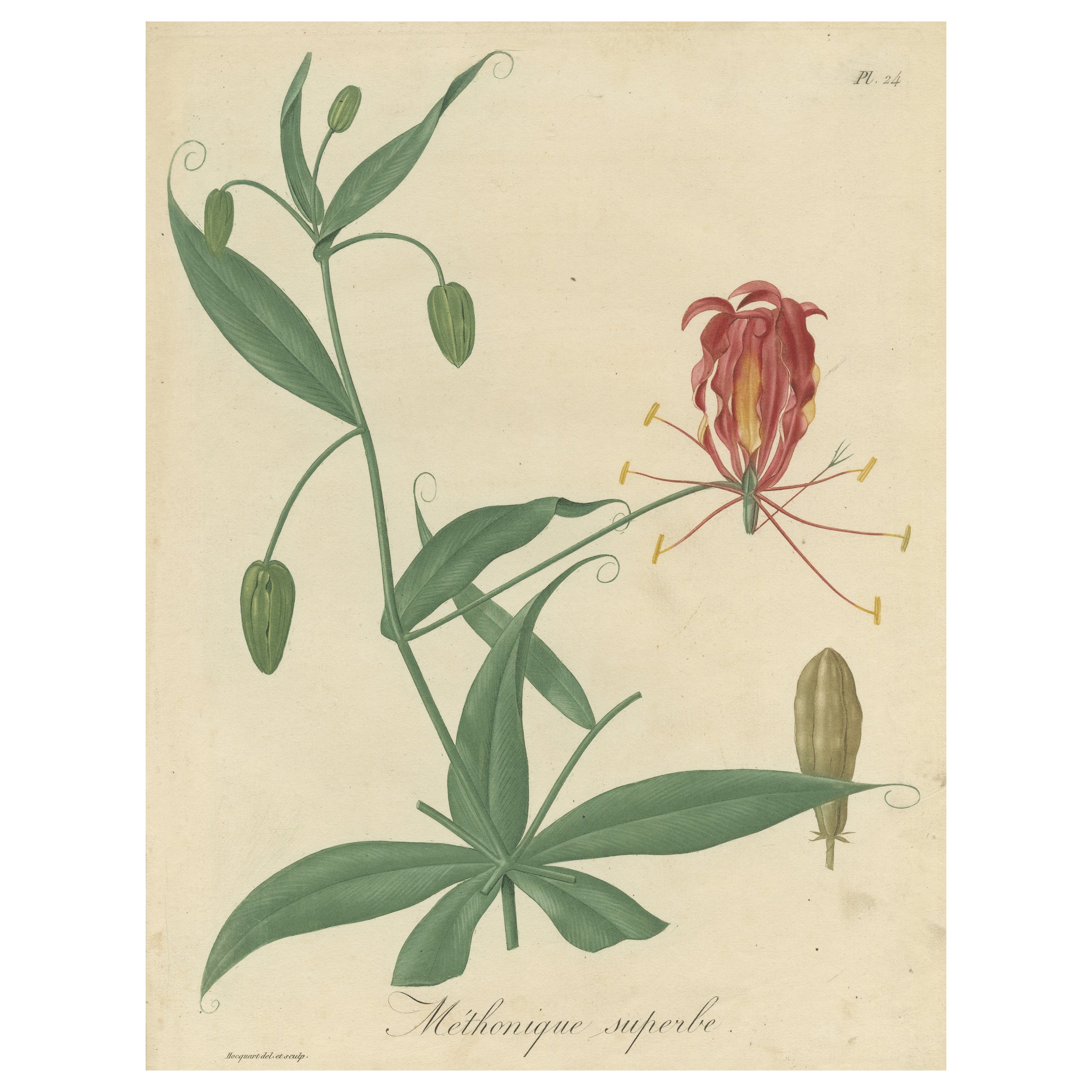 Impression botanique ancienne de Gloriosa Superba, Poisson Plant ou Flame Lily, c.1821