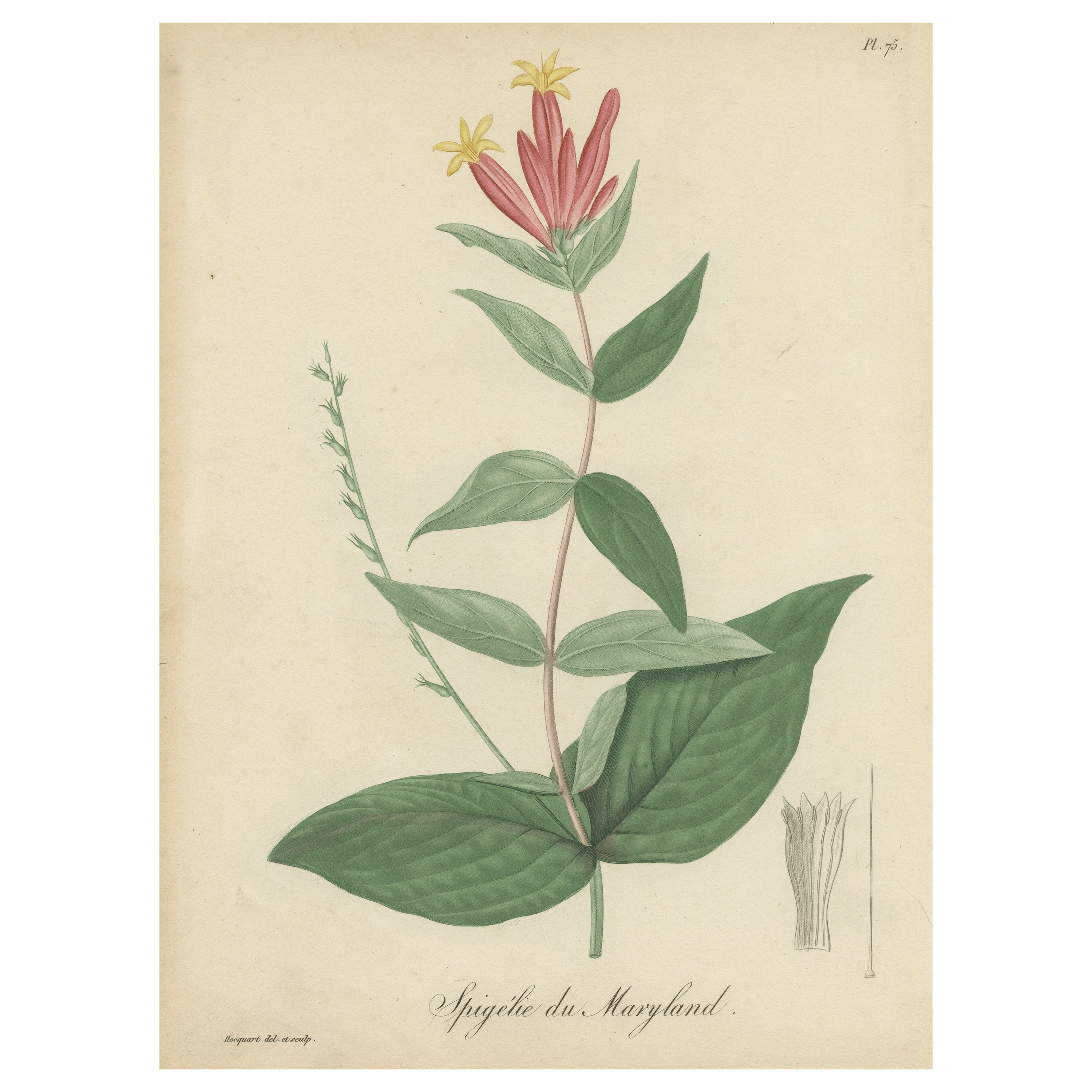 Antique Botanical Flower Print of Spigelia Marilandica or Indian Pink, ca.1821 For Sale