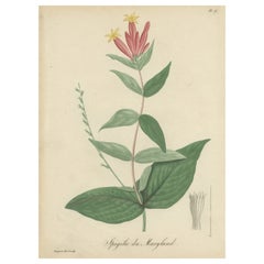 Vintage Botanical Flower Print of Spigelia Marilandica or Indian Pink, ca.1821