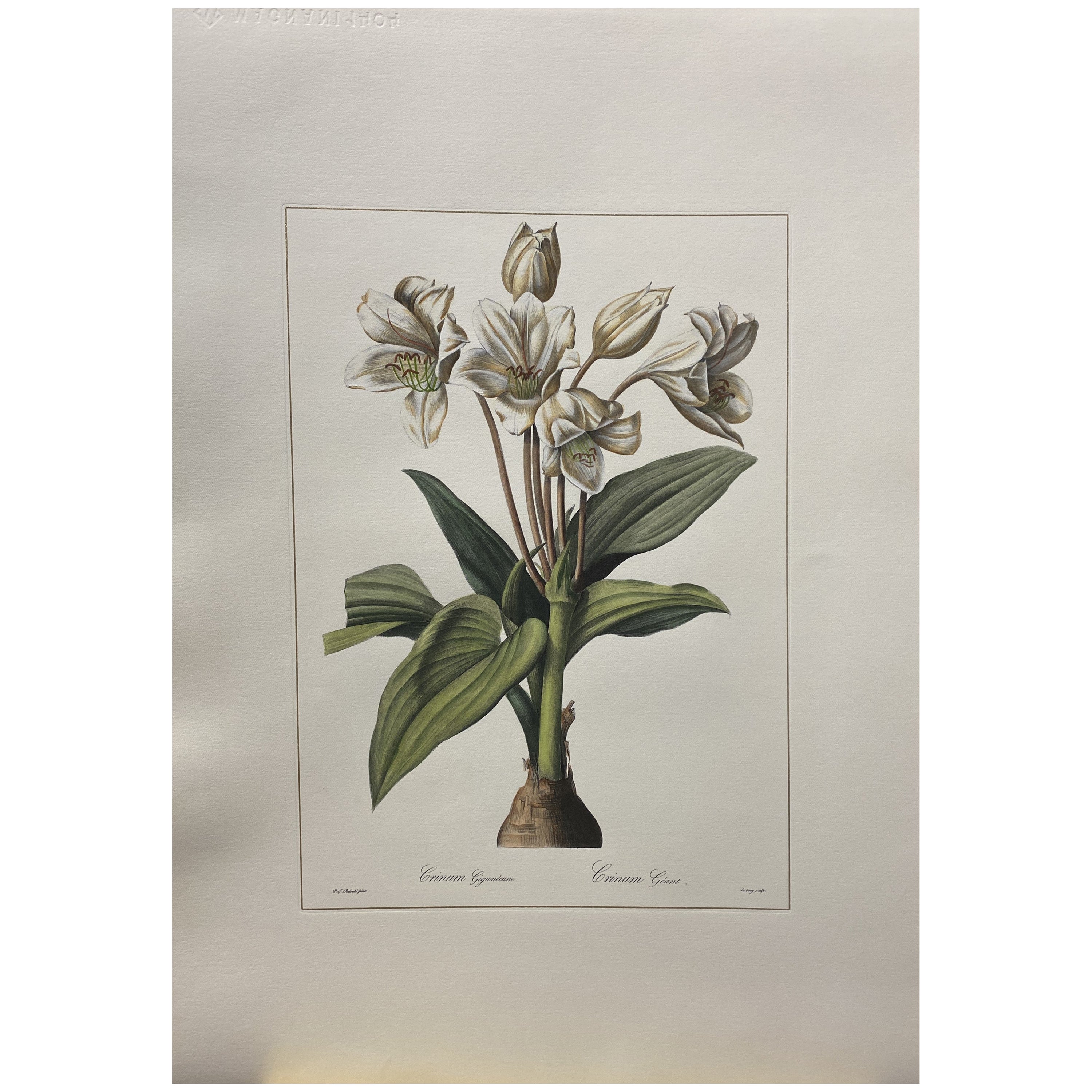 Italian Contemporary Hand Painted Botanical  "Crinum Gigantum"  2 of 2 For Sale