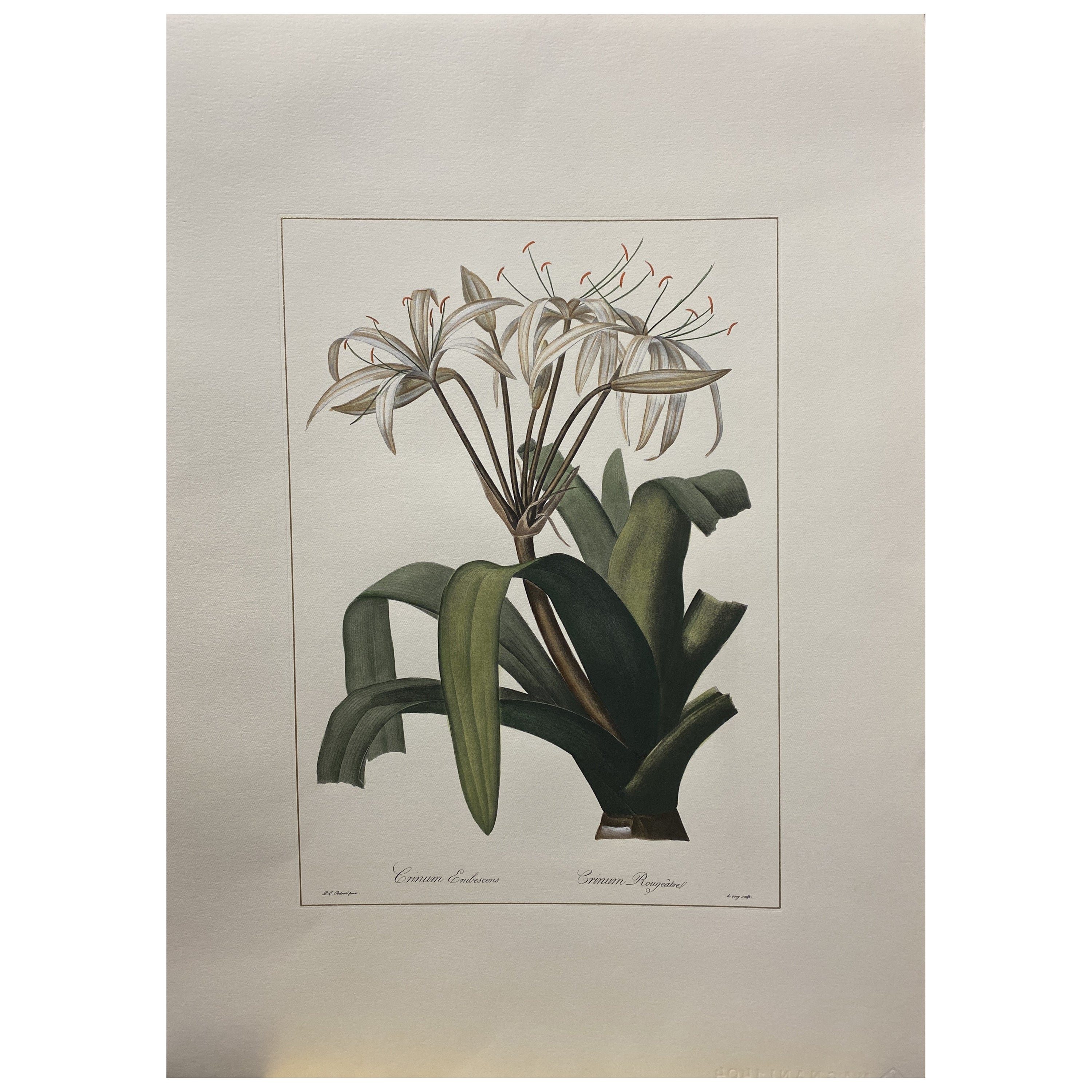 Italian Contemporary Hand Painted Botanical  "Crinum Erubescens"  1 of 2 For Sale