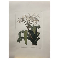 Italienisch Contemporary Handgemalt Botanisch  "Crinum Erubescens"  1 von 2