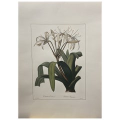 Vintage Italian Contemporary Hand Painted Botanical  "Crinum Erubescens"  1 of 2