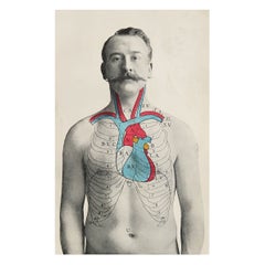 Original Antique Medical Print, the Heart, circa 1900
