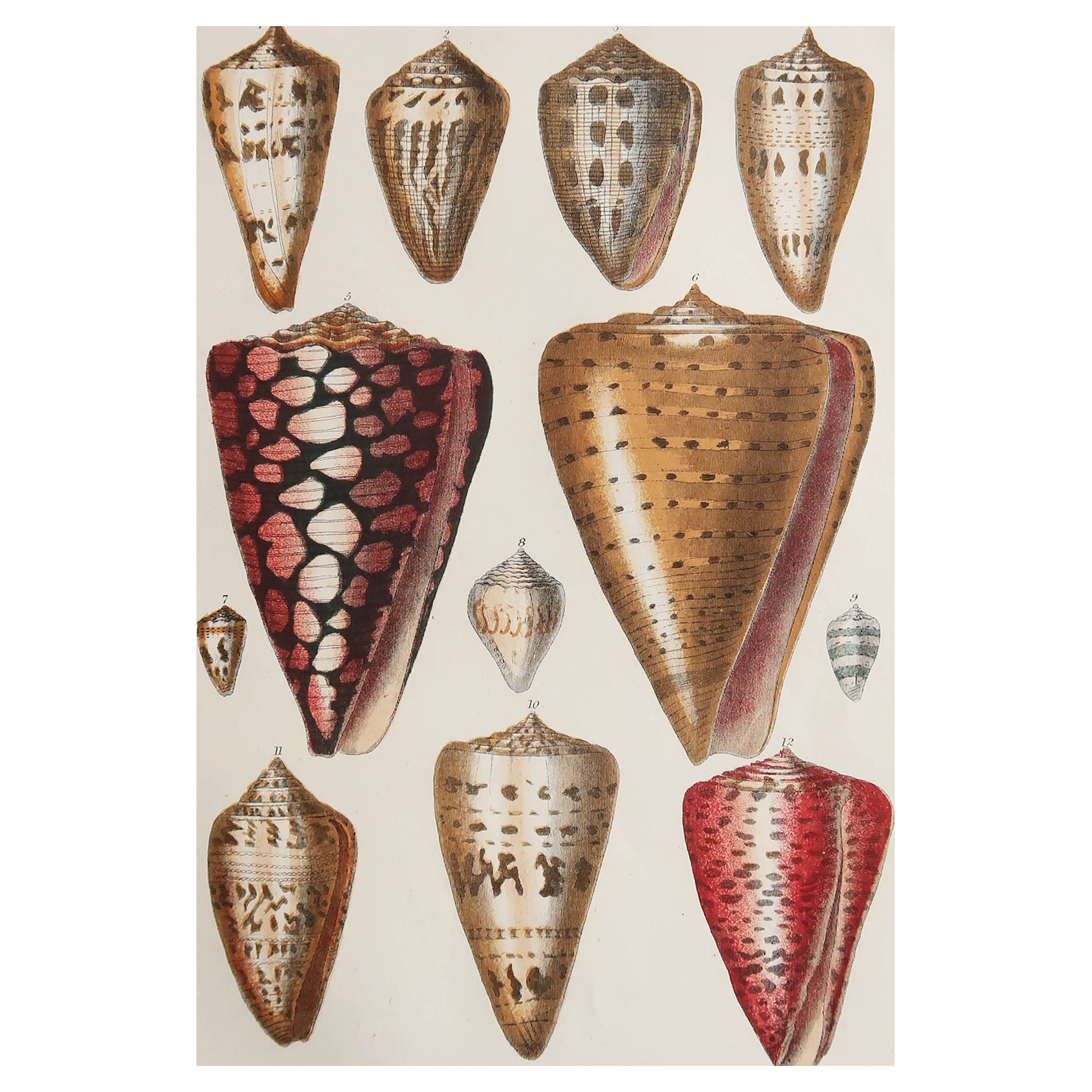 Impression originale et ancienne de coquillages, 1847, non encadrée en vente