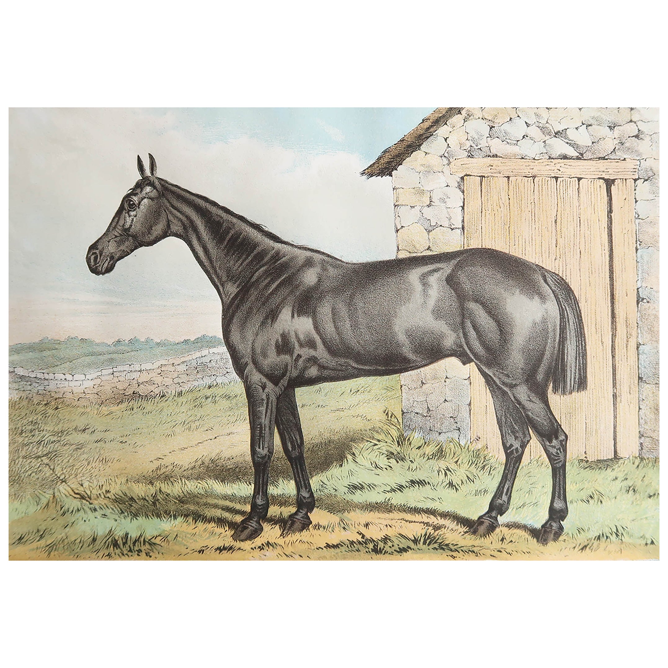 Original Antique Print of The Hunter Horse " Glengarry " C.1890  For Sale