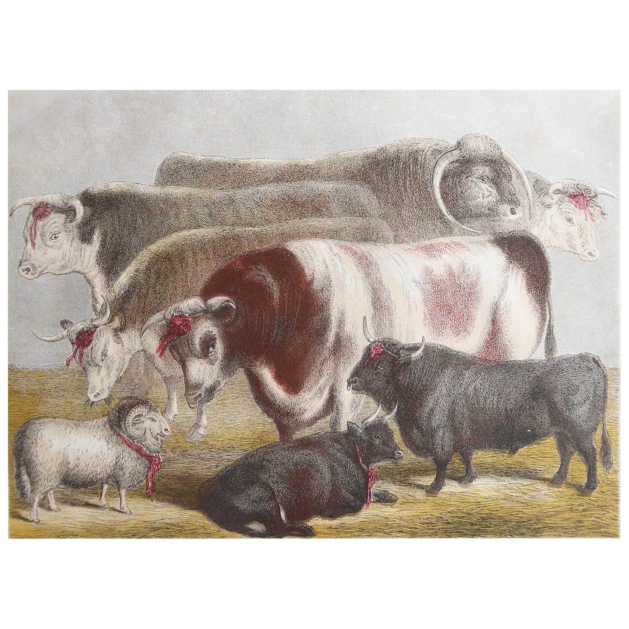 Gravure ancienne originale représentant des bovins de prix. C.1890 