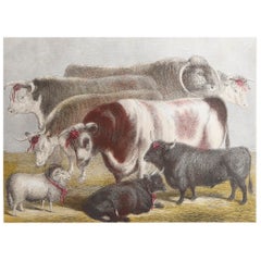 Original Antique Print of Prize Cattle. C.1890