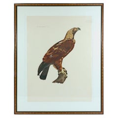 Antique French Engraving of an Eagle from the Description de l'Egypte, J. Ces. Savigny