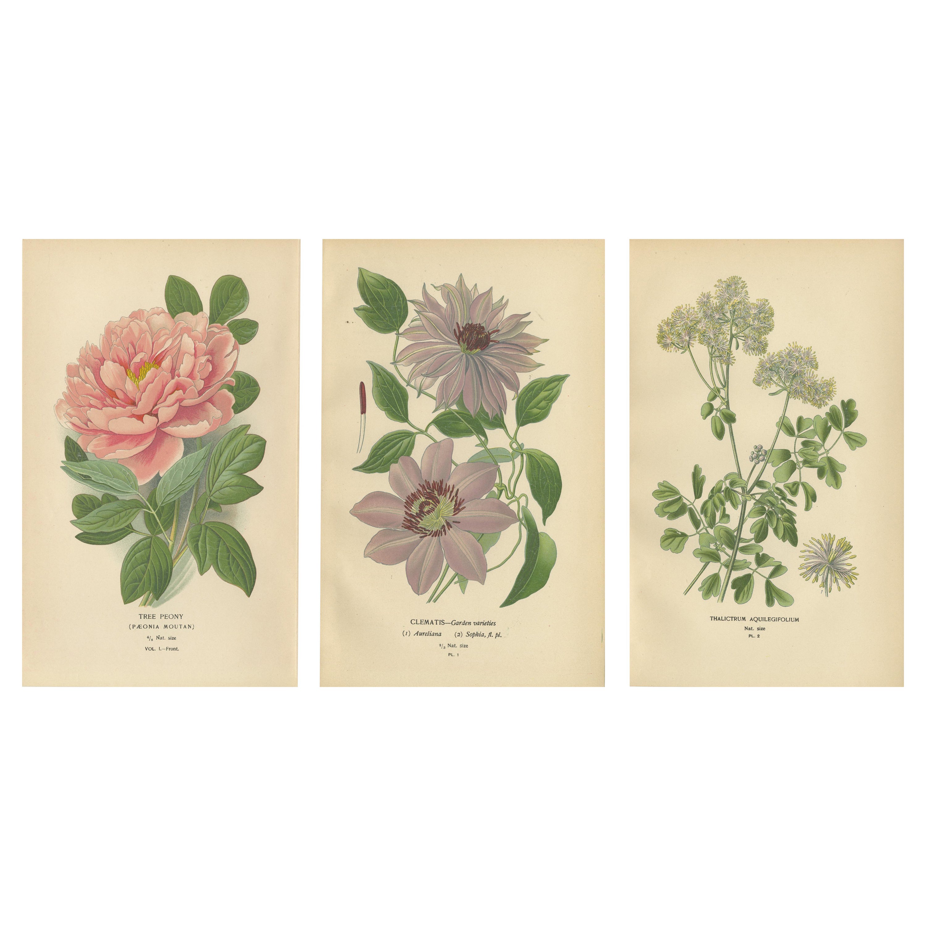 Elegance of Flora: 19th Century Botanical Masterpieces, 1896 For Sale