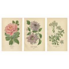 Antique Elegance of Flora: 19th Century Botanical Masterpieces, 1896