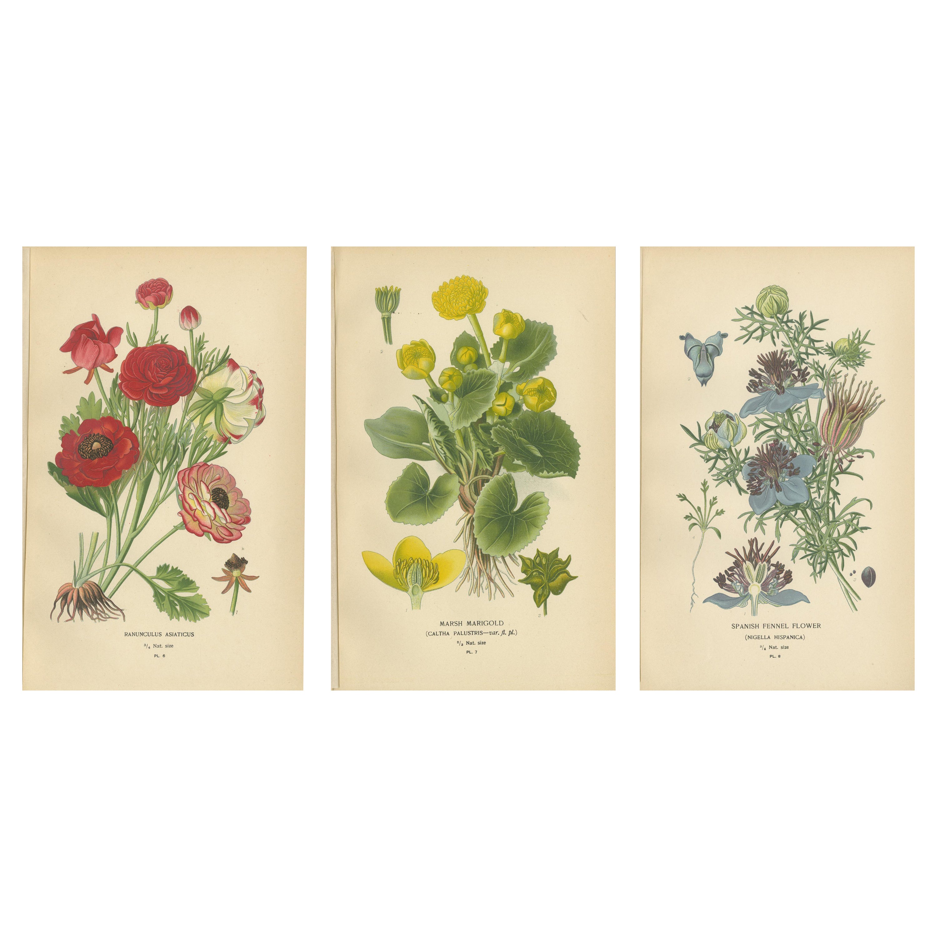 Heritage Blossoms: Eine viktorianische botanische Auswahl, 1896 im Angebot