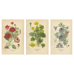Vintage Heritage Blossoms: A Victorian Botanical Selection, 1896