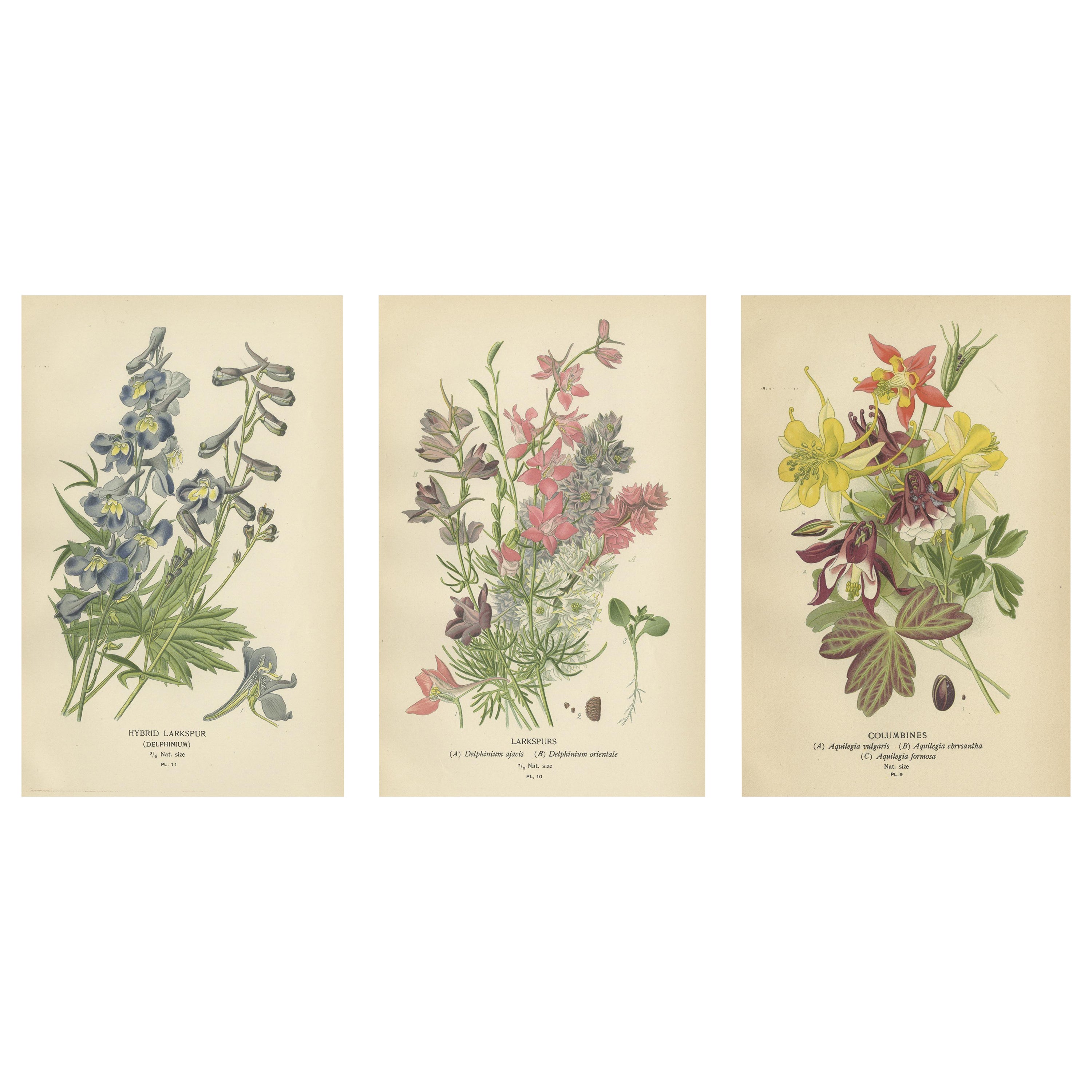 Botanical Elegance: A Triptych of Garden and Greenhouse Splendors, 1896 For Sale
