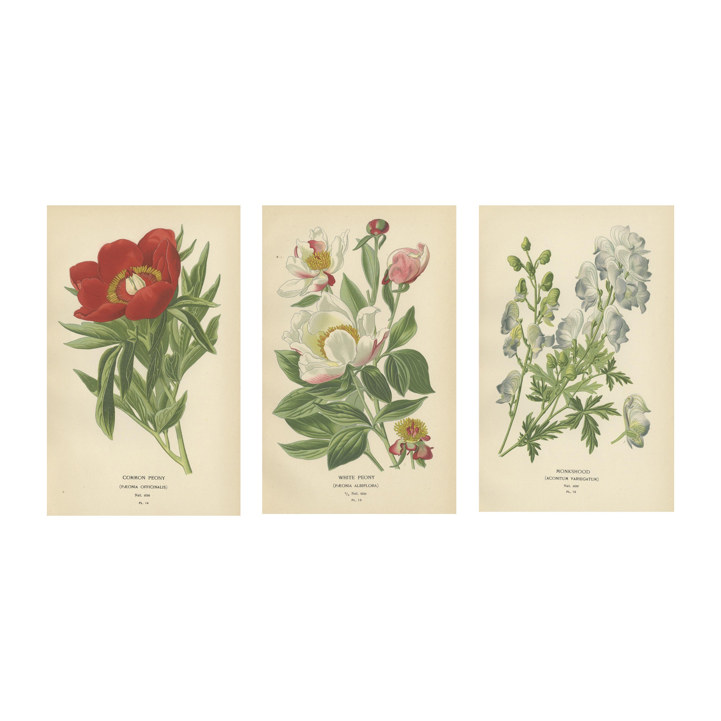 Victorian Botanical Majesty: Original Lithographs of Peonies and Monkshood, 1896 For Sale