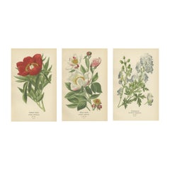 Antique Victorian Botanical Majesty: Original Lithographs of Peonies and Monkshood, 1896