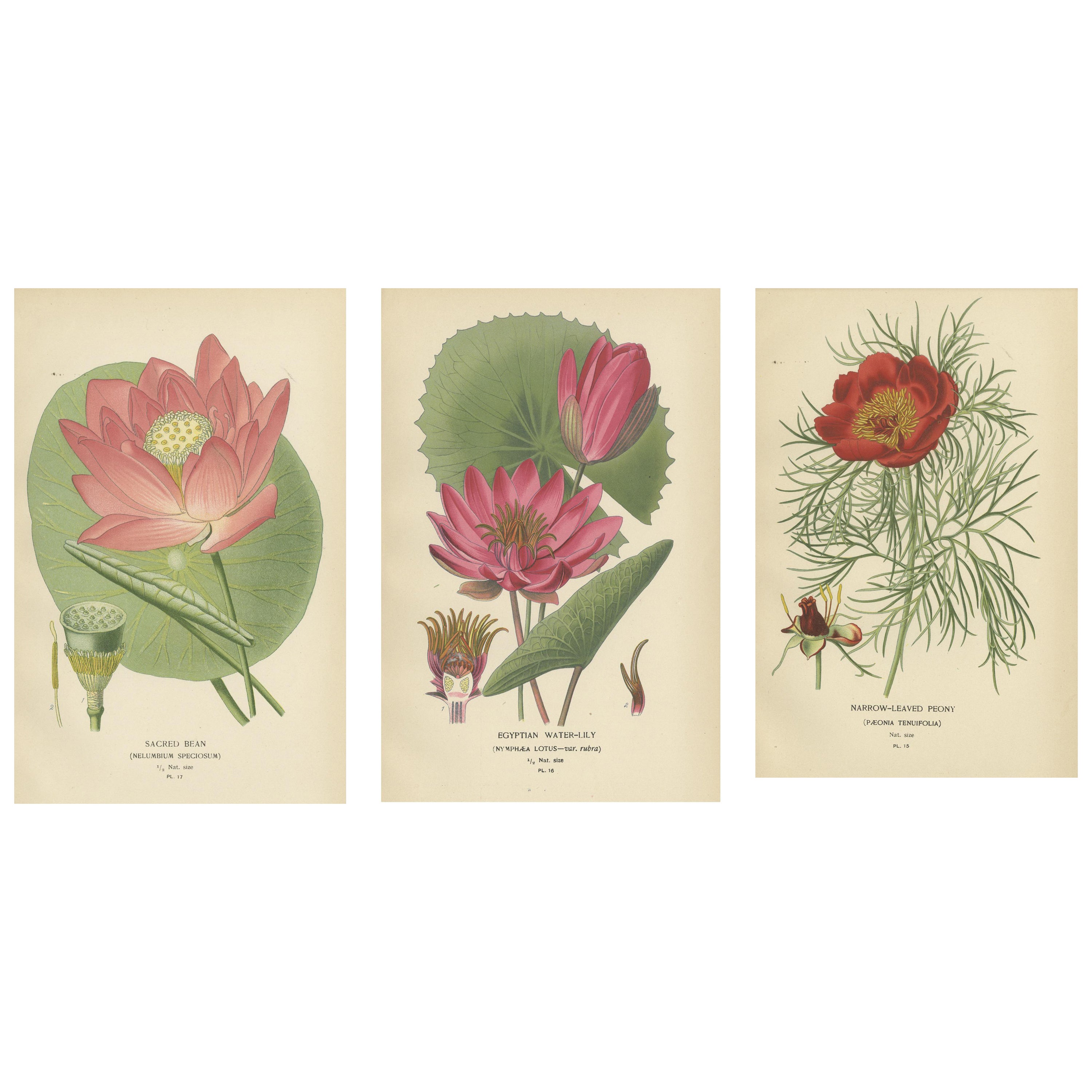 Serene Blossoms: Lotus and Peony Engravings, 1896 For Sale
