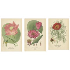 Antique Serene Blossoms: Lotus and Peony Engravings, 1896